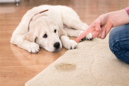 Upholstery Trends and Furniture Care Guide Today